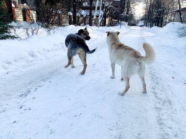 Angry aggressive dogs are fighting outside. homeless dangerous dogs. the problem of homeless animals