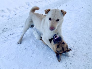 Angry aggressive dogs are fighting outside. homeless dangerous dogs. the problem of homeless animals