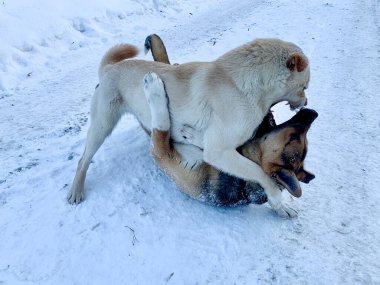 Angry aggressive dogs are fighting outside. homeless dangerous dogs. the problem of homeless animals
