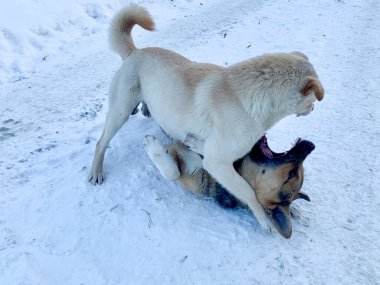 Angry aggressive dogs are fighting outside. homeless dangerous dogs. the problem of homeless animals