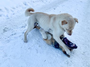 Angry aggressive dogs are fighting outside. homeless dangerous dogs. the problem of homeless animals