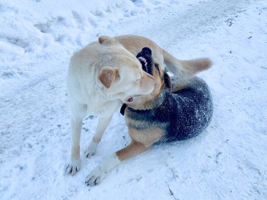 Angry aggressive dogs are fighting outside. homeless dangerous dogs. the problem of homeless animals