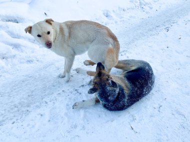 Angry aggressive dogs are fighting outside. homeless dangerous dogs. the problem of homeless animals