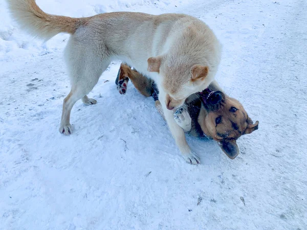 Angry aggressive dogs are fighting outside. homeless dangerous dogs. the problem of homeless animals