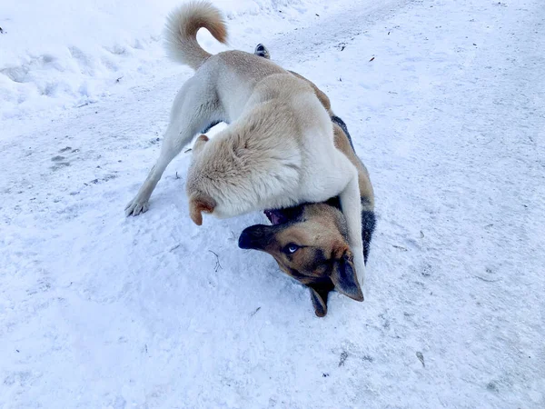 Angry aggressive dogs are fighting outside. homeless dangerous dogs. the problem of homeless animals