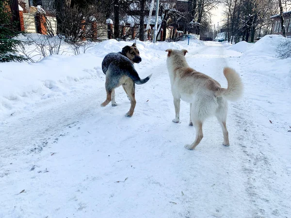 Angry aggressive dogs are fighting outside. homeless dangerous dogs. the problem of homeless animals