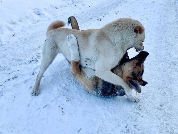 Angry aggressive dogs are fighting outside. homeless dangerous dogs. the problem of homeless animals