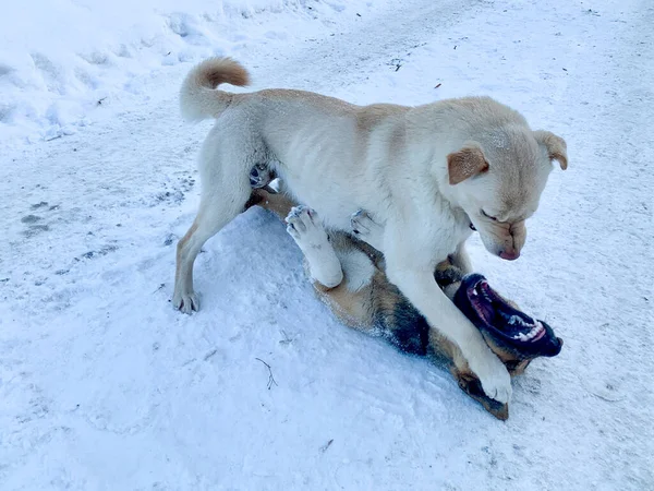 Angry aggressive dogs are fighting outside. homeless dangerous dogs. the problem of homeless animals