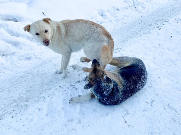 Angry aggressive dogs are fighting outside. homeless dangerous dogs. the problem of homeless animals