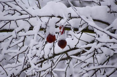 winter landscape branches in white snow close-up. winter white calm nature