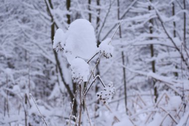 winter landscape branches in white snow close-up. winter white calm nature