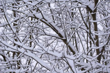 winter landscape branches in white snow close-up. winter white calm nature