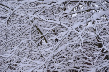 winter landscape branches in white snow close-up. winter white calm nature
