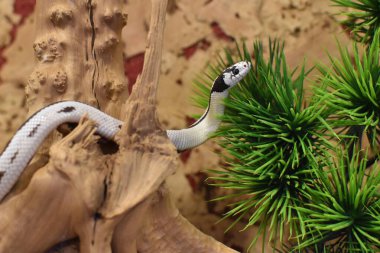 Domestic dangerous poisonous white snake. domestic hand pet snake