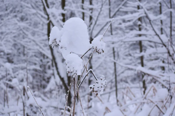 Winter Landscape Branches White Snow Close Winter White Calm Nature —  Fotos de Stock