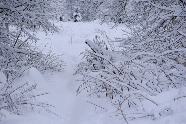 Winter Landscape Snowy Footpath White Forest Road Frosty Winter Forest — Foto de Stock