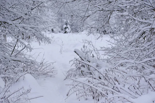 Winter Landscape Snowy Footpath White Forest Road Frosty Winter Forest — Foto de Stock