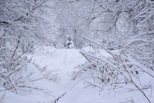 Winter Landscape Snowy Footpath White Forest Road Frosty Winter Forest — Foto de Stock