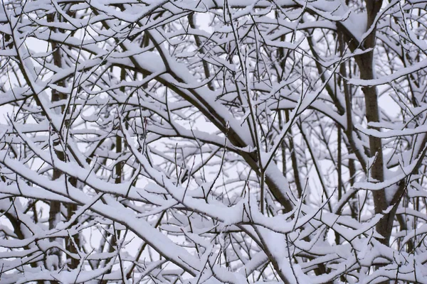 Winter Landscape Branches White Snow Close Winter White Calm Nature —  Fotos de Stock
