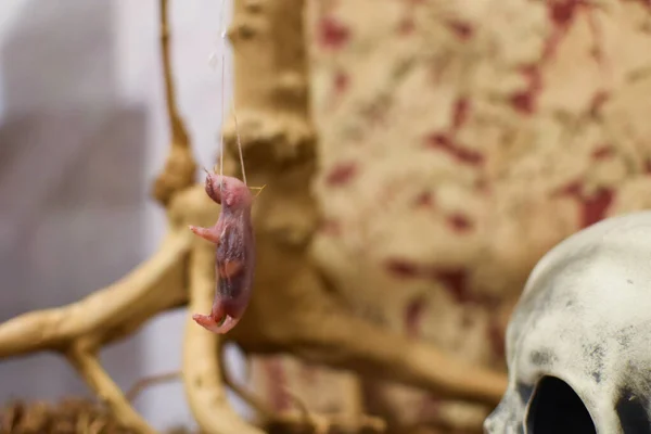 Hanged Mouse Dead Mouse Hangs Rope Terrarium Eating Domestic Snake — Foto de Stock