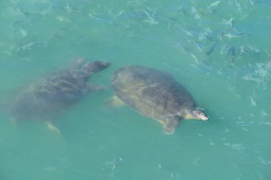 large sea turtles in troubled waters. sea animals turtles in the sea