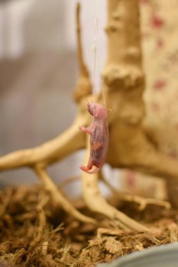 dead mouse hanging on a rope. mouse food for domestic snake