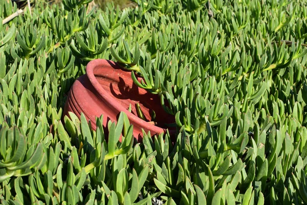 Green Aloe Vera Plants Garden Fresh Useful Plants — стоковое фото