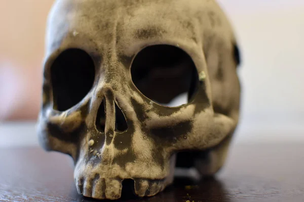 Figure Human Skull Table Unusual Decor Human Skull — Foto de Stock