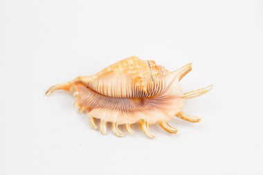 karışık deniz kabukları