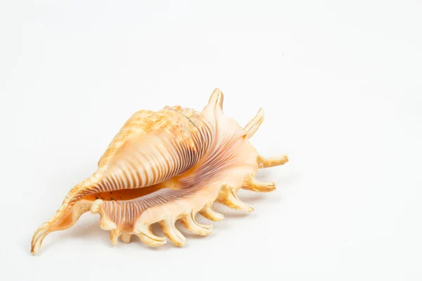 海の貝の混合 — ストック写真