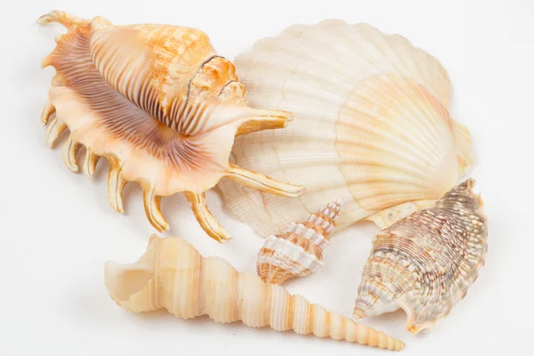 Conchas de mar mezcladas —  Fotos de Stock