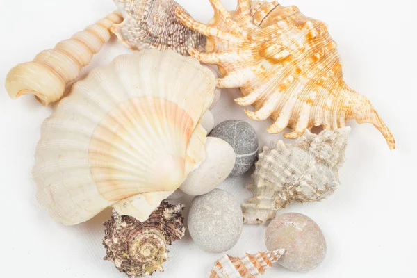 karışık deniz kabukları