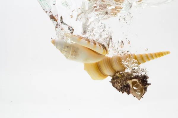 Conchas marinas en el agua —  Fotos de Stock