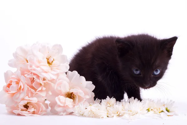 Lindo gatito — Foto de Stock