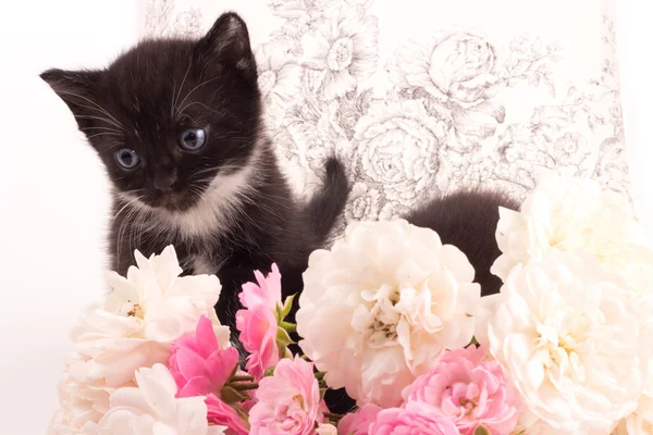 Gatinho bonito — Fotografia de Stock