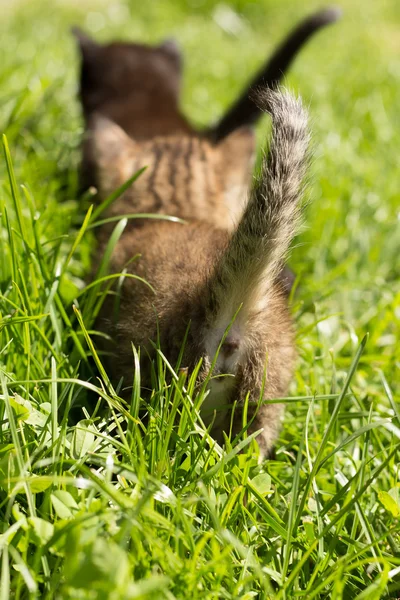 Şirin kedi yavrusu — Stok fotoğraf