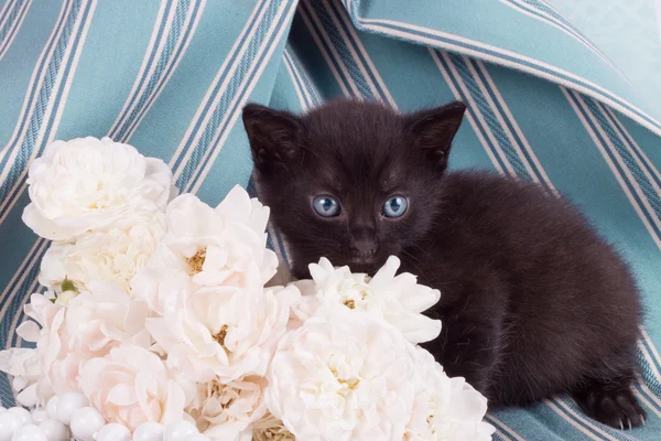 Çiçek ile sevimli siyah yavru kedi — Stok fotoğraf