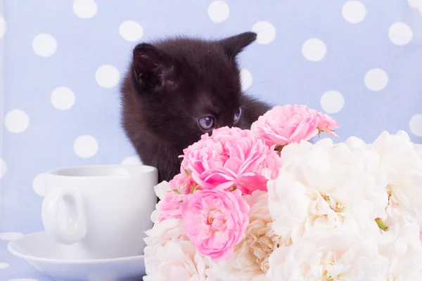 Χαριτωμένο μαύρο γατάκι με λουλούδι — Φωτογραφία Αρχείου