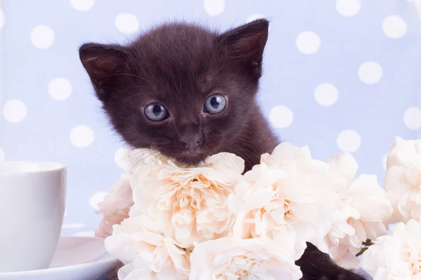 Çiçek ile sevimli siyah yavru kedi — Stok fotoğraf