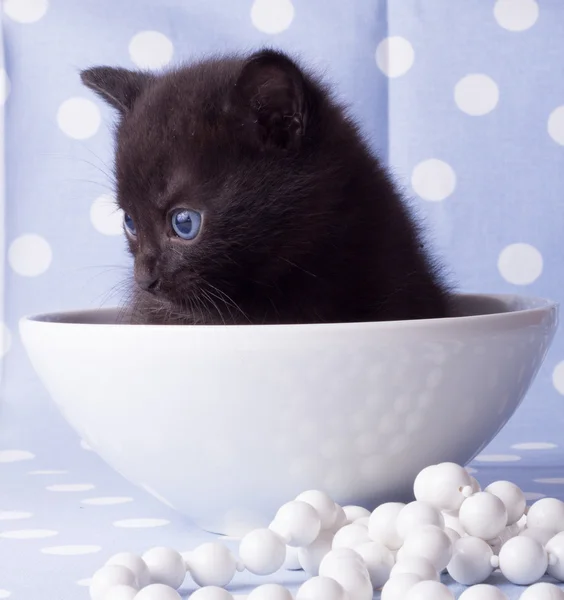 Ładny czarny kociak z kwiatem — Zdjęcie stockowe