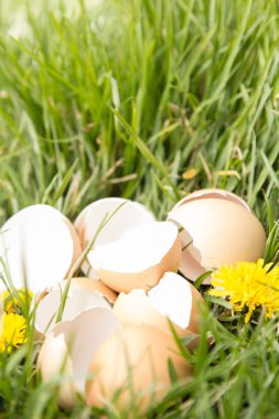 kırık yumurta çimen