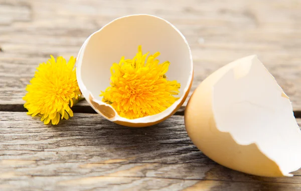 Разбитые яйца с желтым одуванчиком на деревянном фоне — стоковое фото