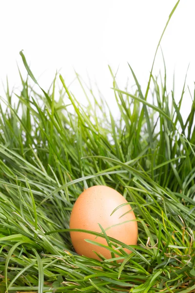 Zerbrochene Eier im Gras — Stockfoto