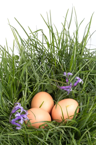 Broken eggs in grass — Stock Photo, Image