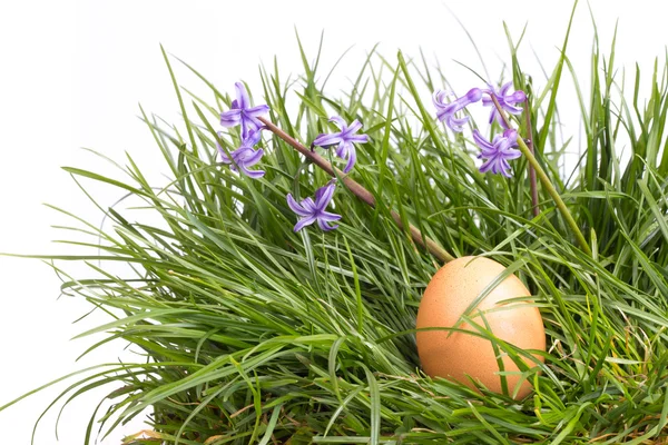 Broken eggs in grass — Stock Photo, Image