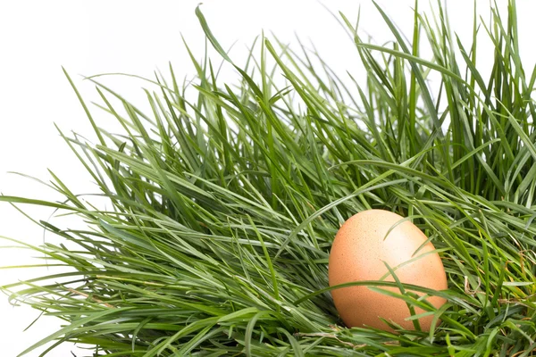 Velikonoční dekorace s vejci a vtipné háčkování jehněčí — Stock fotografie