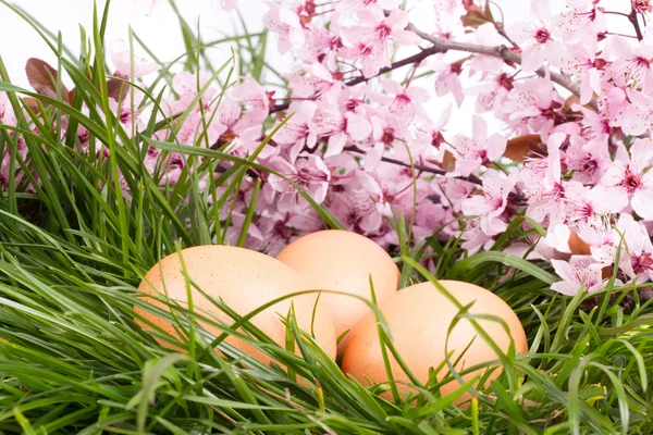 Яйца в траве с цветами на белом — стоковое фото