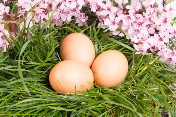 Яйца в траве с цветами на белом — стоковое фото
