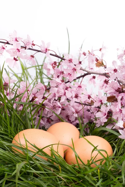 çimen çiçek beyaz yumurta