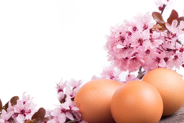 Яйца с весенним цветком на деревянном фоне — стоковое фото